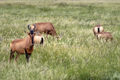 Namibie, région de Oshikoto, Parc National d'Etosha, Bubale roux (Alcelaphus buselaphus)