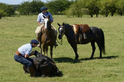 Argentina, Buenos Aires Province, San Antonio de Areco, estancia La Bamba de Areco, gauchos at work chasing a cow with a lasso
