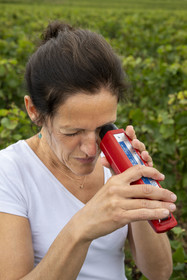 France, Côte-d'Or (21), les climats de Bourgogne classés Patrimoine Mondial de l'UNESCO, Côte de Beaune, Beaune, parcelle Les Grèves plantée en 1er cru de Beaune, la régisseur et vinificatrice des Hospices de Beaune Ludivine Griveau mesure le degré d'alcool du raisin avec son réfracteur, goûte la peau et la pulpe des grains, surveille les grappes et l’apex