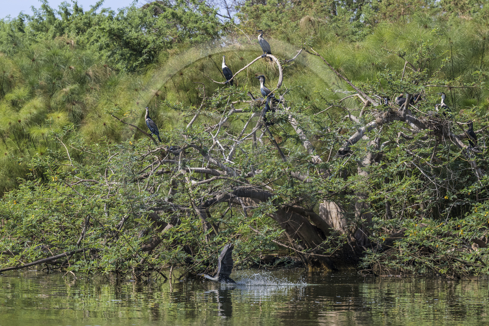 Rwanda, Parc national de l'Akagera, le lac Ihema, cormoran à poitrine blanche (Phalacrocorax lucidus) prenant son envol Rwanda, Parc national de l'Akagera, le lac Ihema, cormoran à poitrine blanche (Phalacrocorax lucidus) prenant son envol