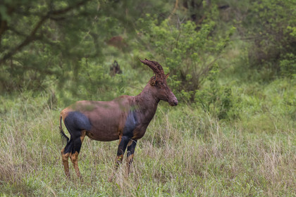 Rwanda, Parc national de l'Akagera, antilope Topi (Damaliscus korrigum)