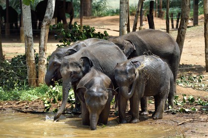 Sri Lanka, province de Sabaragamuwa, Parc national d'Uda Walawe (Udawalawe National Park), Elephant Transit Home, jeunes éléphants d'Asie (Elephas maximus) orphelins