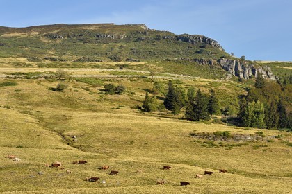 France, Cantal, Parc Naturel Régional des Volcans d'Auvergne (regional nature park of Auvergne volcanoes), the Col de Prat de Bouc (mountain pass) at the foot of the Plomb du Cantal, herd of cows