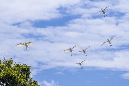 Rwanda, Province de l’Ouest, Karongi (anciennement nommée Kibuye), lac Kivu,