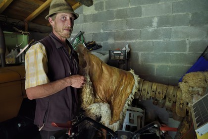 France, Alpes-Maritimes, Roya Valley (Nice hinterland), at the foot of the Mercantour National Park, Tende, Casterino in the Casterine valley, the shepherd Georges Giordano holds a Thones-Marthod sheep skin that serves as saddlecloth