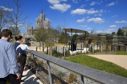 France, Paris (75), Le Parc zoologique de Paris (Zoo de Vincennes), le groupe des seize girafes (Giraffa camelopardalis) dans la biozone Sahel-Soudan, en arrière plan le Grand Rocher qui est l’emblème du zoo depuis 1934
