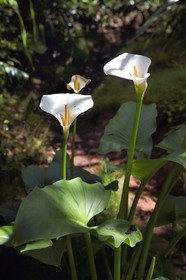 France, Reunion island (French overseas department), Reunion National Park listed as World heritage by UNESCO, La Plaine des Palmistes, Bebour forest, Bras Cabot hiking trail, calla lily and arum lily (Zantedeschia aethiopica)