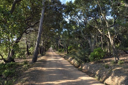 France, Var, Iles d'Hyeres, Parc National de Port Cros (National park of Port Cros), Porquerolles island, track of the interior of the island