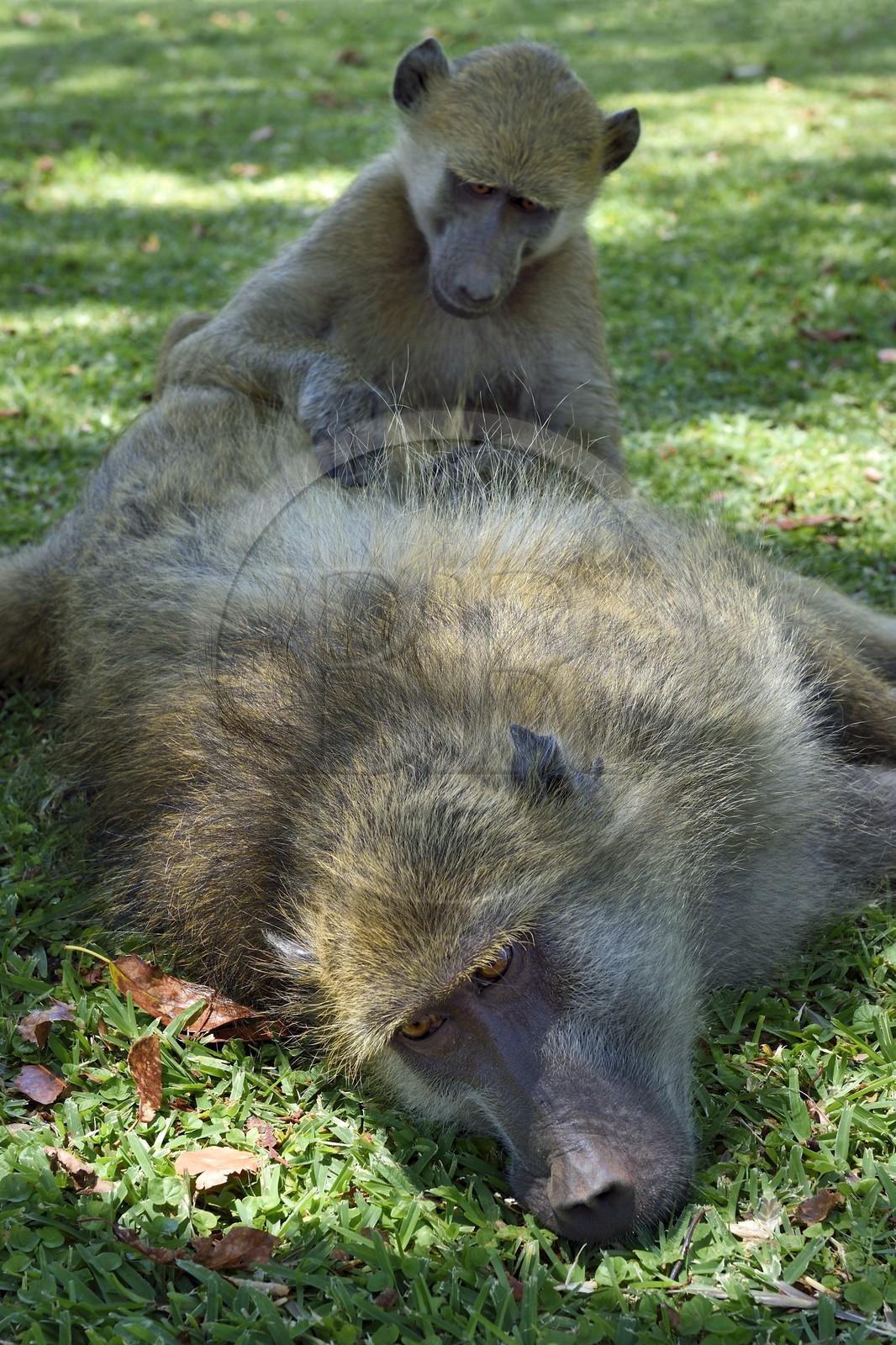 Zimbabwe, province de Matabeleland septentrional, Victoria Falls, babouin chacma (Papio ursinus)