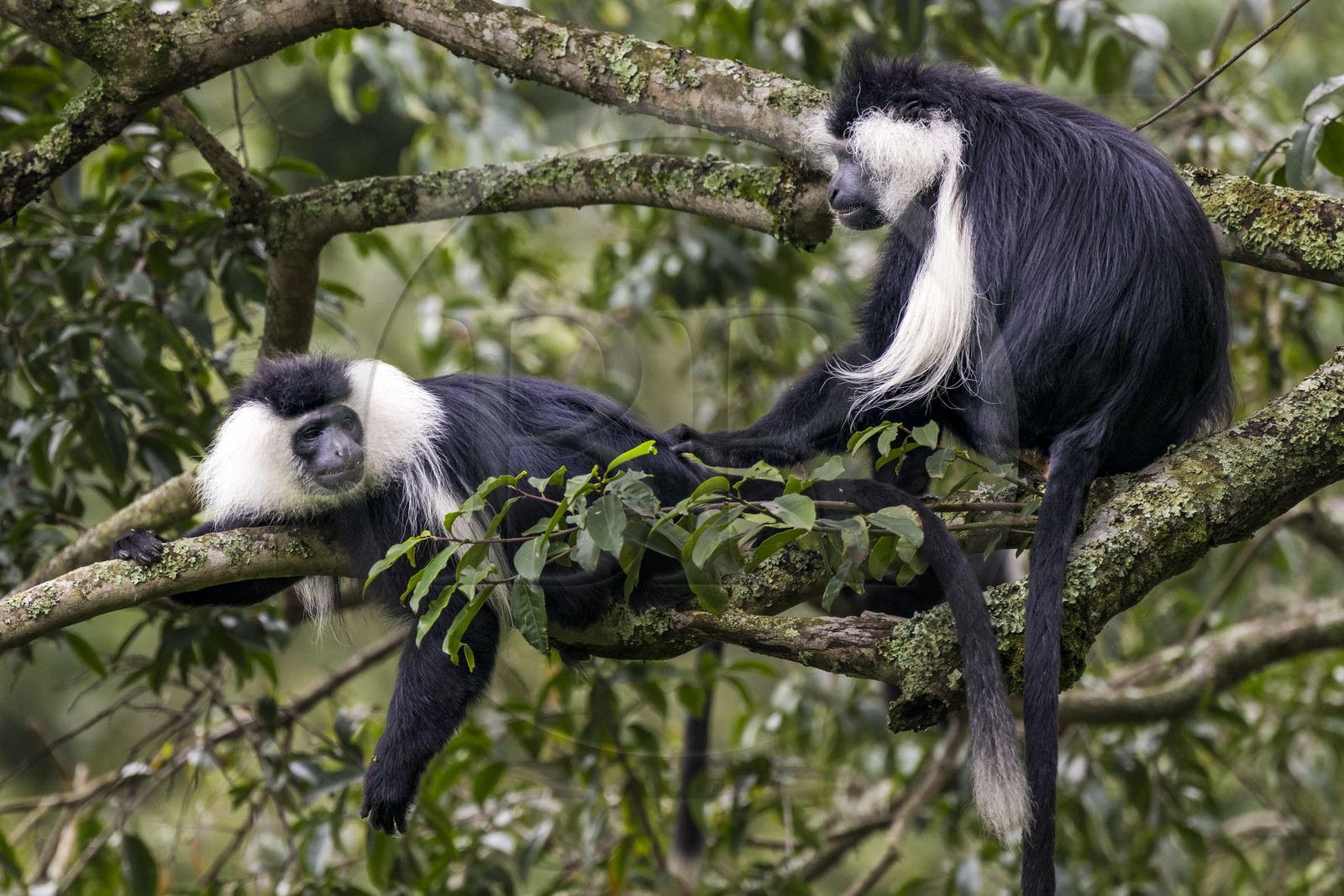 Rwanda, Province de l’Ouest, Gisakura, Parc national de Nyungwe, Colobes de Ruwenzori (Colobus angolensis ruwenzorii) pendant un safari à pied dans la forêt tropicale humide naturelle