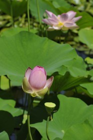 France, Herault, Montpellier, the Jardin des Plantes (botanical garden), Lotus of India (Nelumbo nucifera gaertner)