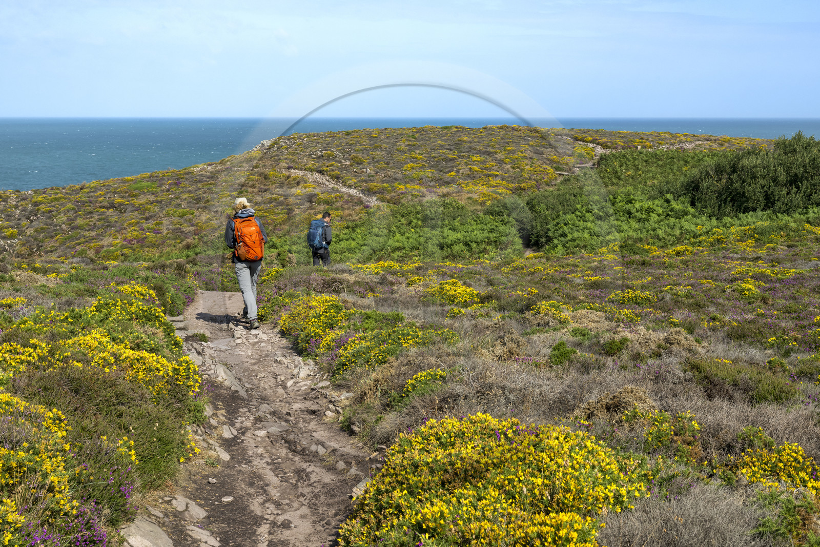 France, Côtes d'Armor (22), Grand Site de France Cap d'Erquy – Cap Fréhel, Erquy, randonneurs au dessus de  l'Anse de Port-Blanc sur le chemin de Grande Randonnée GR 34