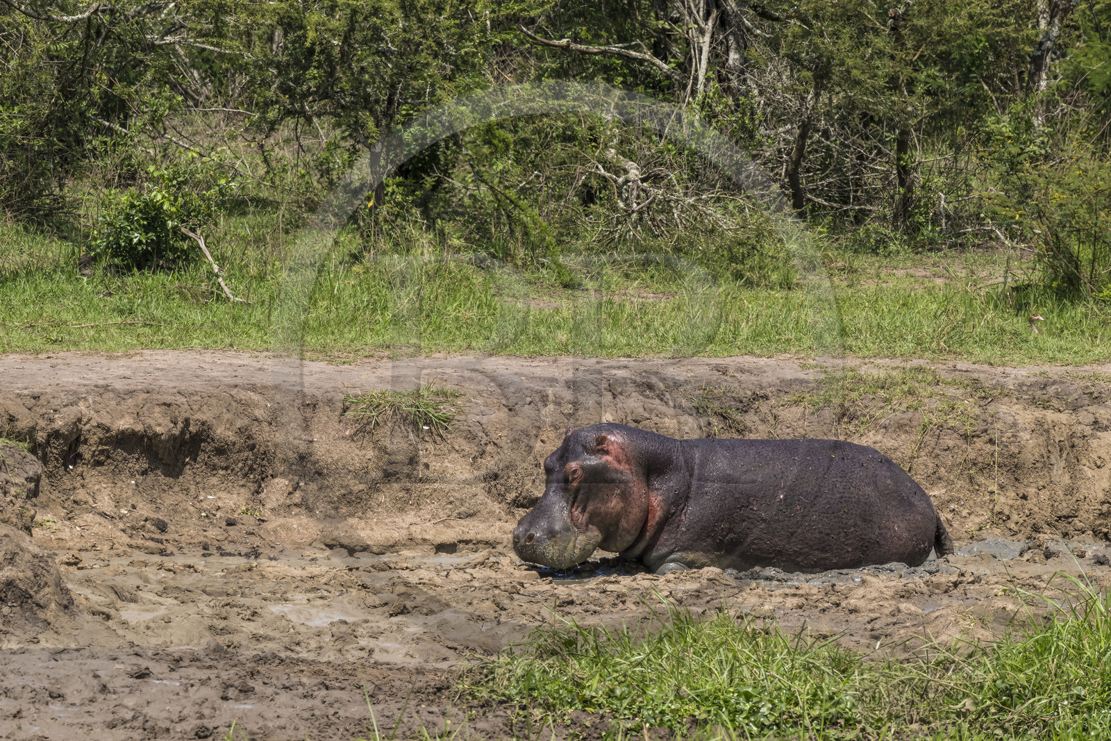 Rwanda, Parc national de l'Akagera, lac Hago, Hippopotame (Hippopotamus amphibius) dans la boue Rwanda, Parc national de l'Akagera, lac Hago, Hippopotame (Hippopotamus amphibius) dans la boue