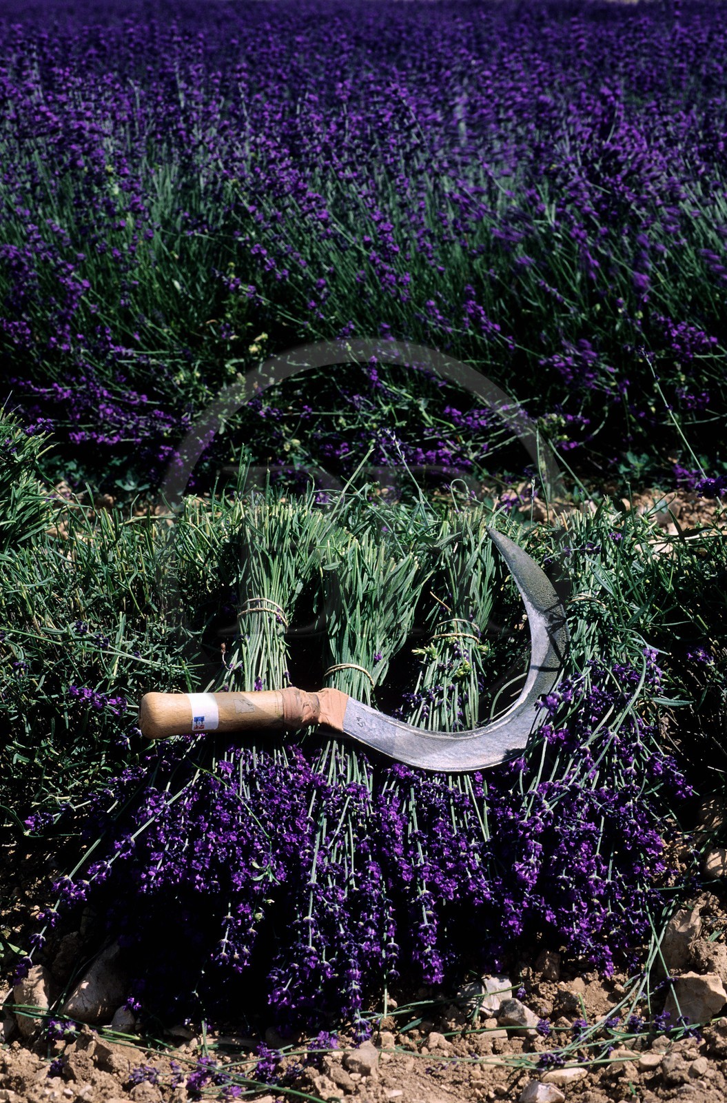 France, Vaucluse (84), plateau d'Albion, lavande fraichement coupée