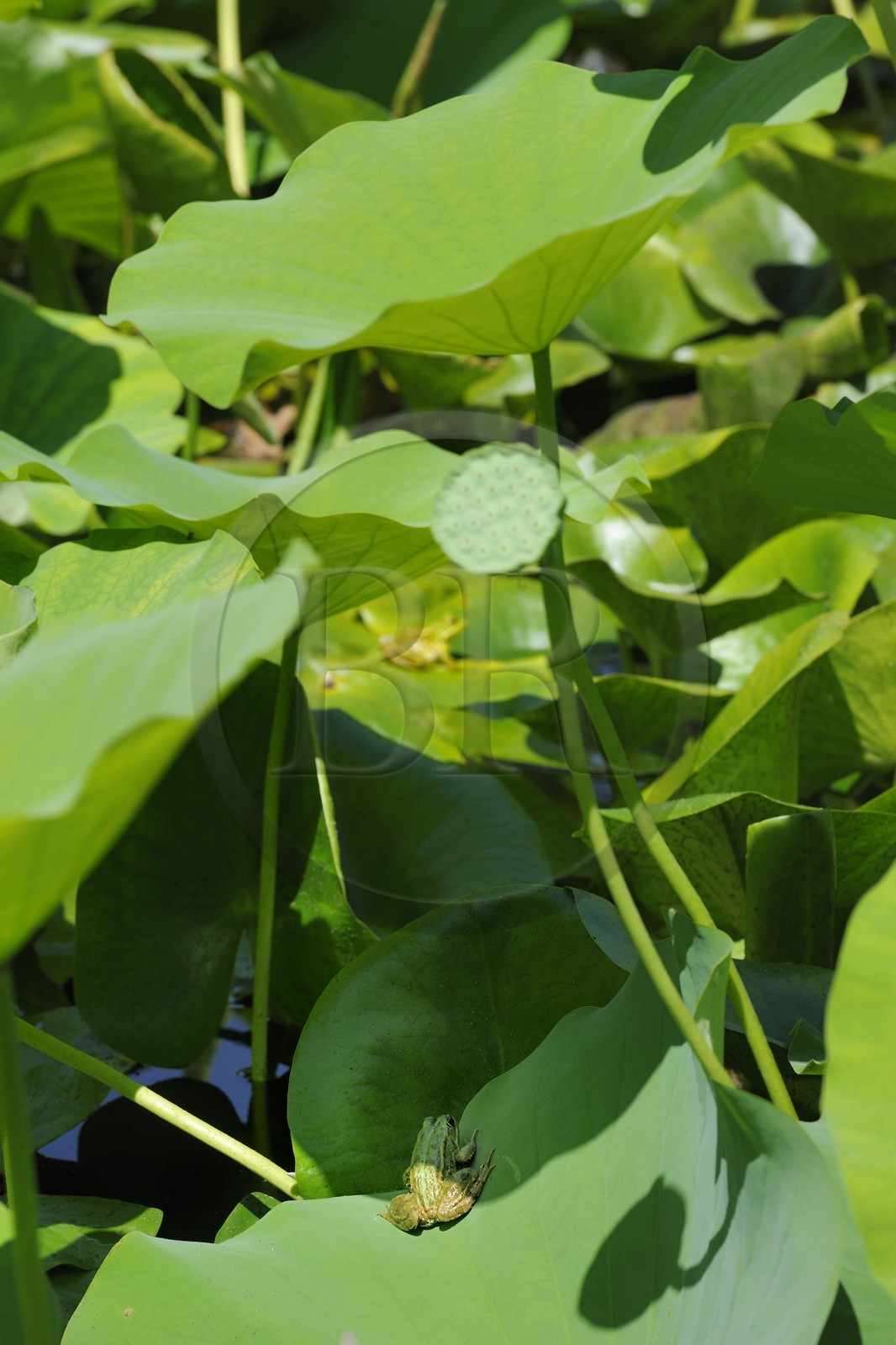 France, Hérault (34), Montpellier, le Jardin des Plantes, grenouille sur feuille de lotus