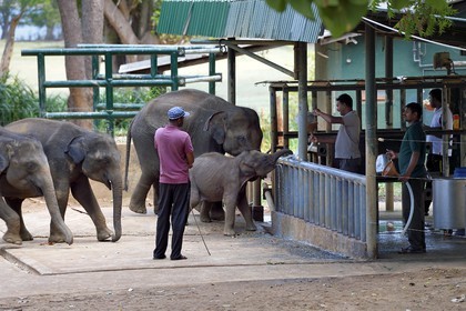 Sri Lanka, province de Sabaragamuwa, Parc national d'Uda Walawe (Udawalawe National Park), Elephant Transit Home, jeunes éléphants d'Asie (Elephas maximus) orphelins nourris au lait par leurs gardiens
