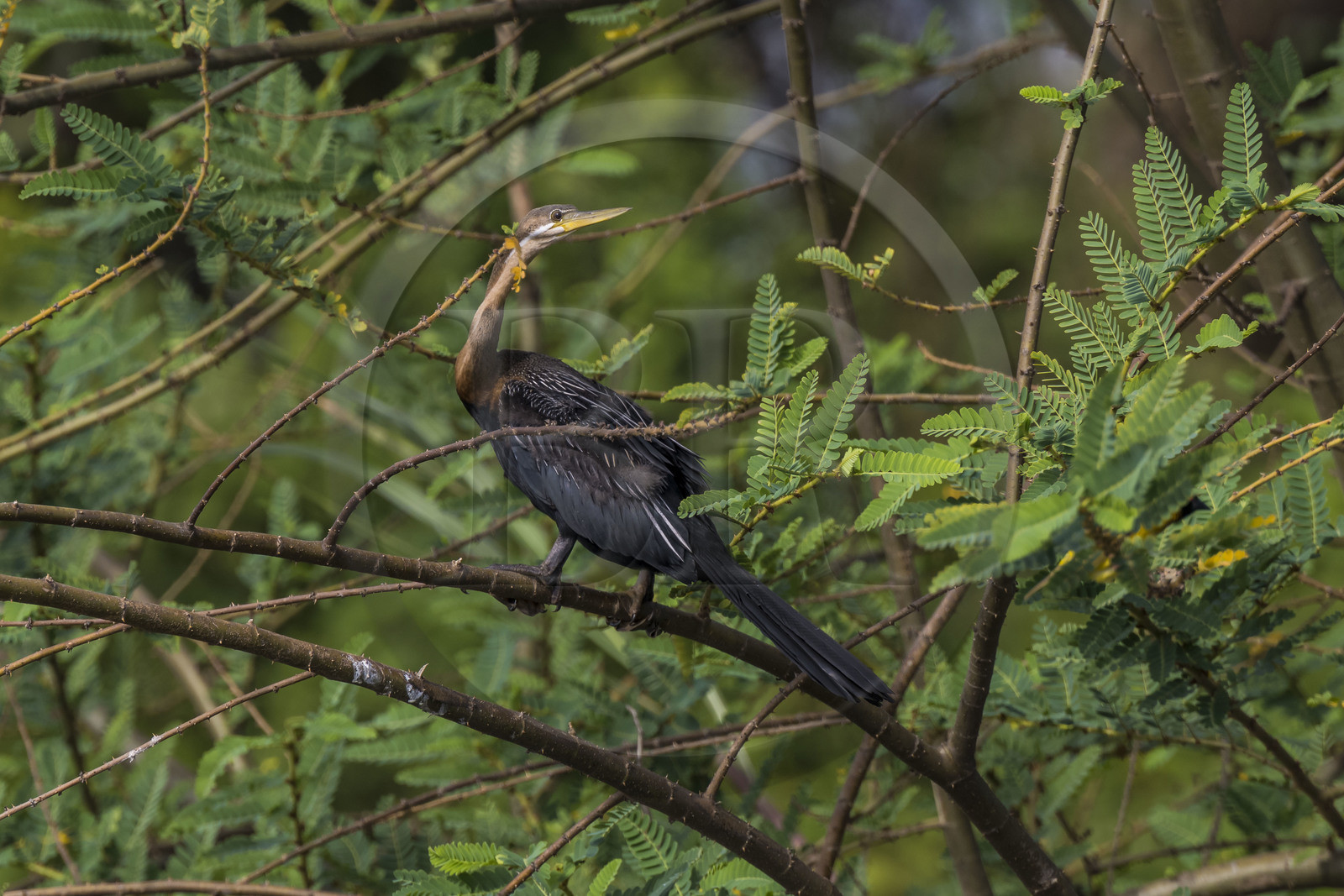 Rwanda, Parc national de l'Akagera, le lac Ihema, Anhinga d'Afrique (Anhinga rufa), parfois appelé oiseau-serpent