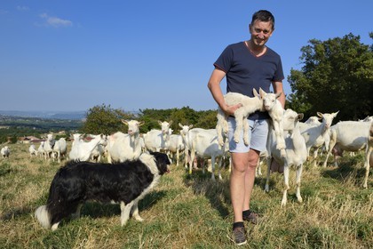France, Loire (42), Parc Naturel Régional du Pilat, Pélussin, production par le GAEC de la Cabriole du fromage de chèvre Rigotte de Condrieu AOC, le troupeau de chèvres de Claude et André Boucher, André Boucher tenant des chevreaux juste nés