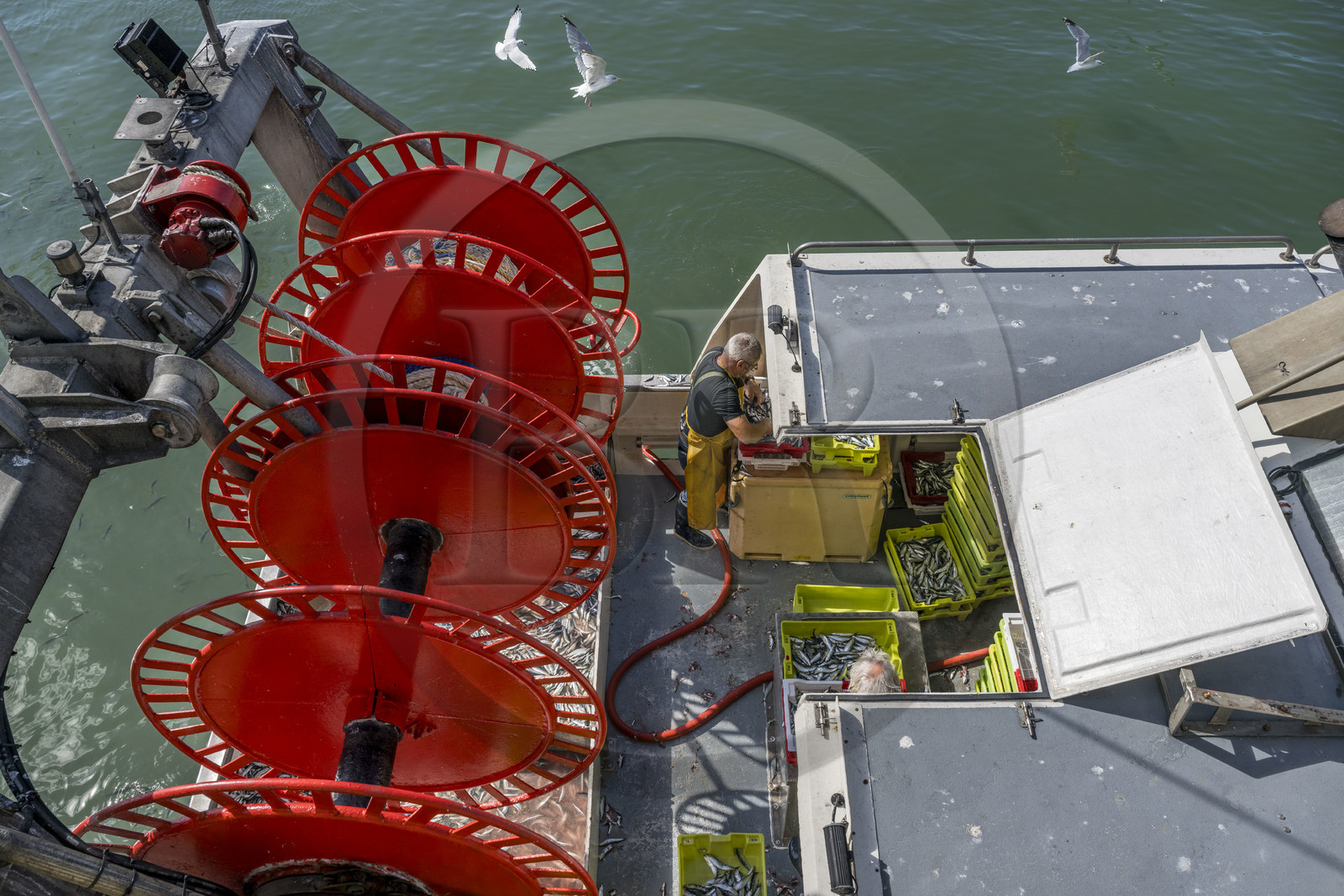 France, Vendée (85), Saint-Gilles-Croix-de-Vie, bateau à quai à la criée du port de pêche, tri des sardines avant le débarquement