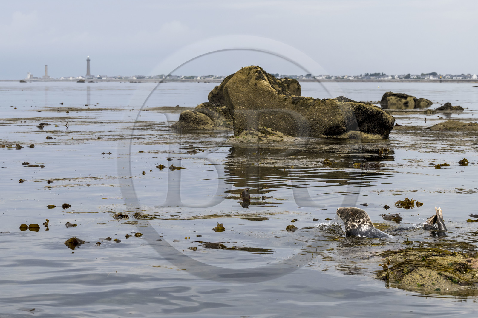 France, Finistère (29), Penmarch, archipel des Étocs, phoque gris (halichoerus grypus), le phare d'Eckmuhl sur la Pointe de Penmarch en arrière plan