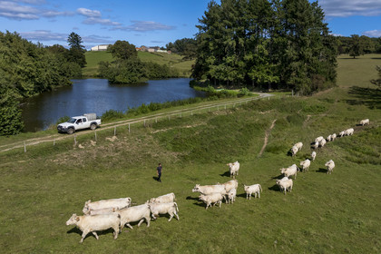 France, Nievre, Regional Natural Park of Morvan, Millay, Les Prairies Gourmandes Farm, Emmanuel Dumas, breeder of Charolais cows (aerial view)