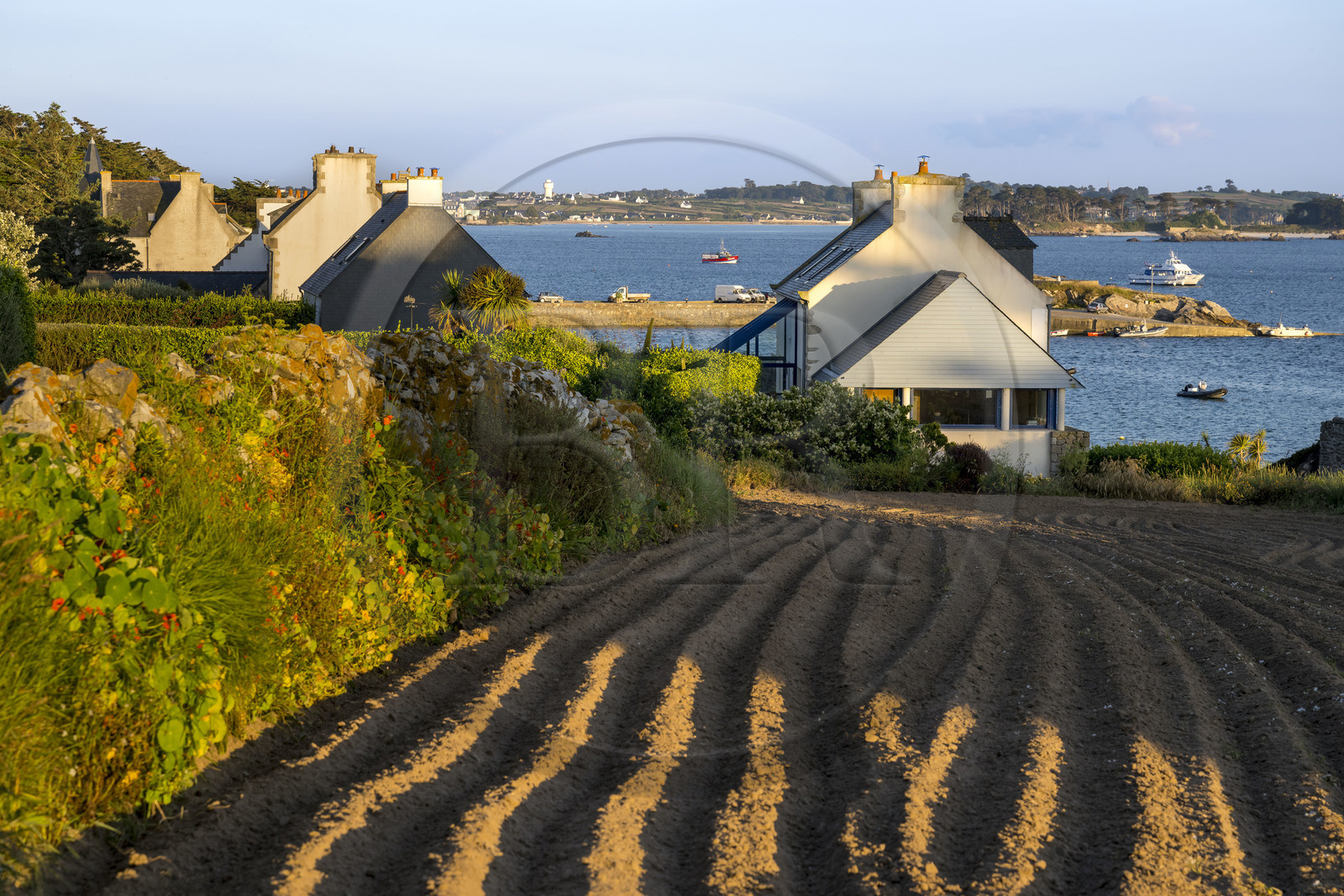 France, Finistère (29), Iles du Ponant, Ile de Batz, champ en bordure de la grève de  Porz-Kernok et l'embarcadère des vedettes en arrière plan