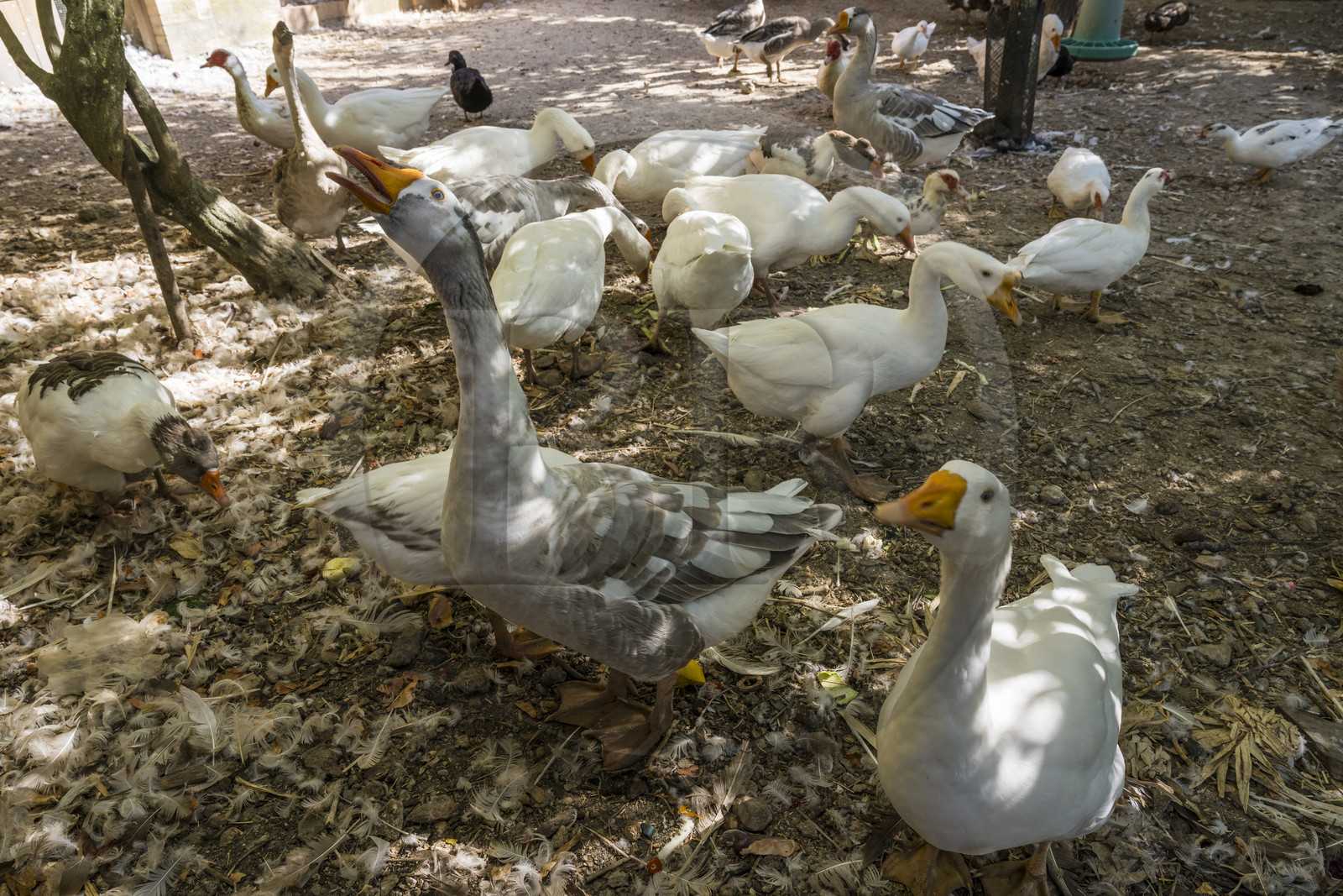 France, Var (83), Provence Verte, Bras, vers Saint-Maximin-la-Sainte-Baume, la maison d'hotes Le Peyrourier - une campagne en Provence France, Var (83), Provence Verte, Bras, vers Saint-Maximin-la-Sainte-Baume, la maison d'hotes Le Peyrourier - une campagne en Provence