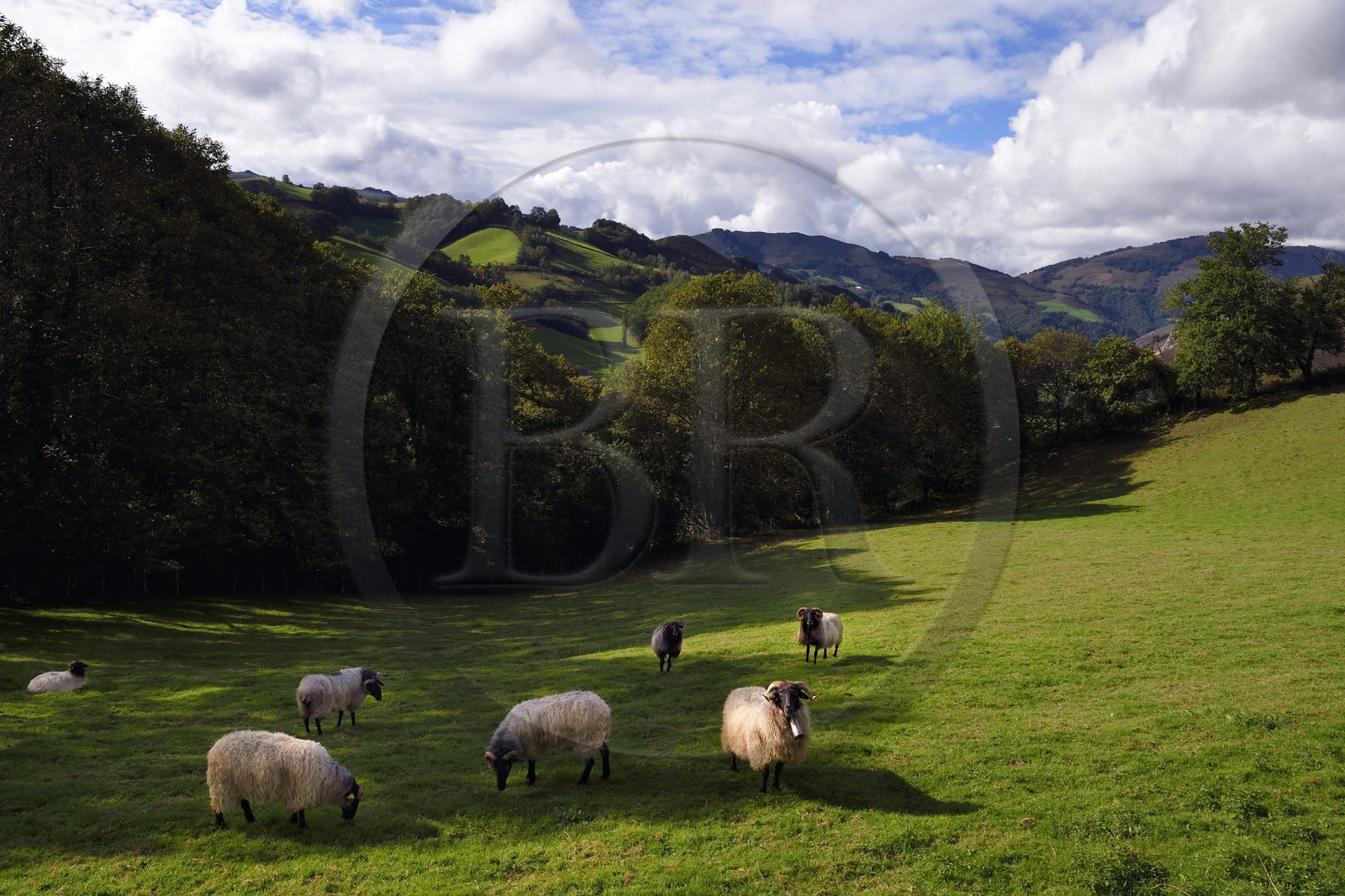 France, Pyrénées-Atlantiques (64), Pays-Basque, vallée des Aldudes, Urepel, brebis manech tête noire