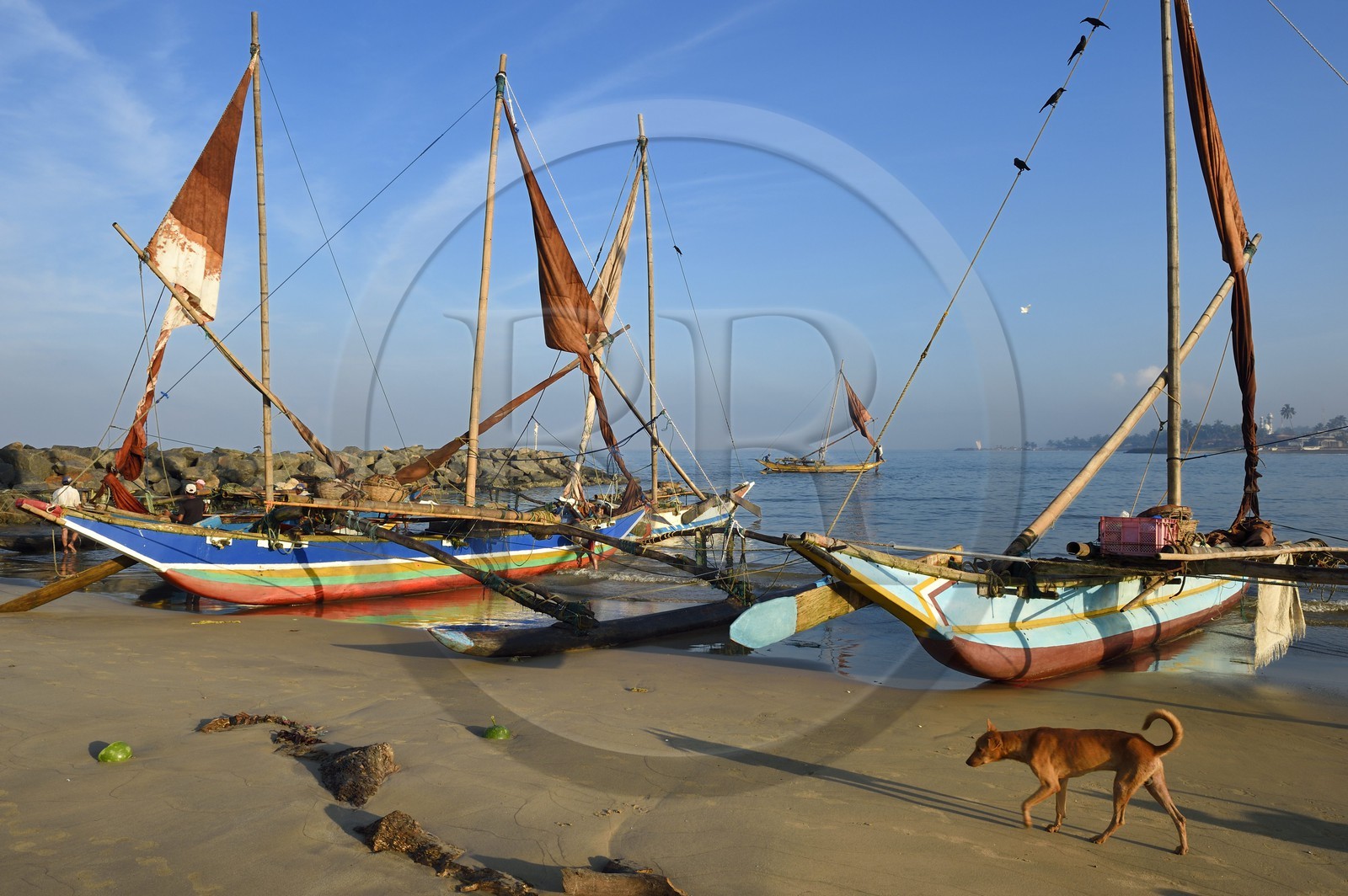 Sri Lanka, Province de l'Ouest, Negombo, retour sur la plage de Porathota des pecheurs et de leur catamarans traditionnels après la peche du matin