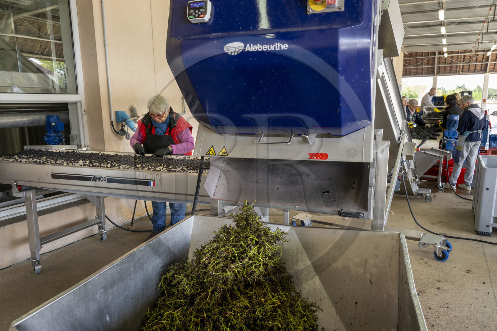 France, Côte-d'Or (21), les climats de Bourgogne classés Patrimoine Mondial de l'UNESCO, Beaune, Cuverie des Hospices de Beaune, trie et éraflage (ou égrappage) mécanique, juste après la vendange et avant de presser le raisin, pour enlever la partie végétale