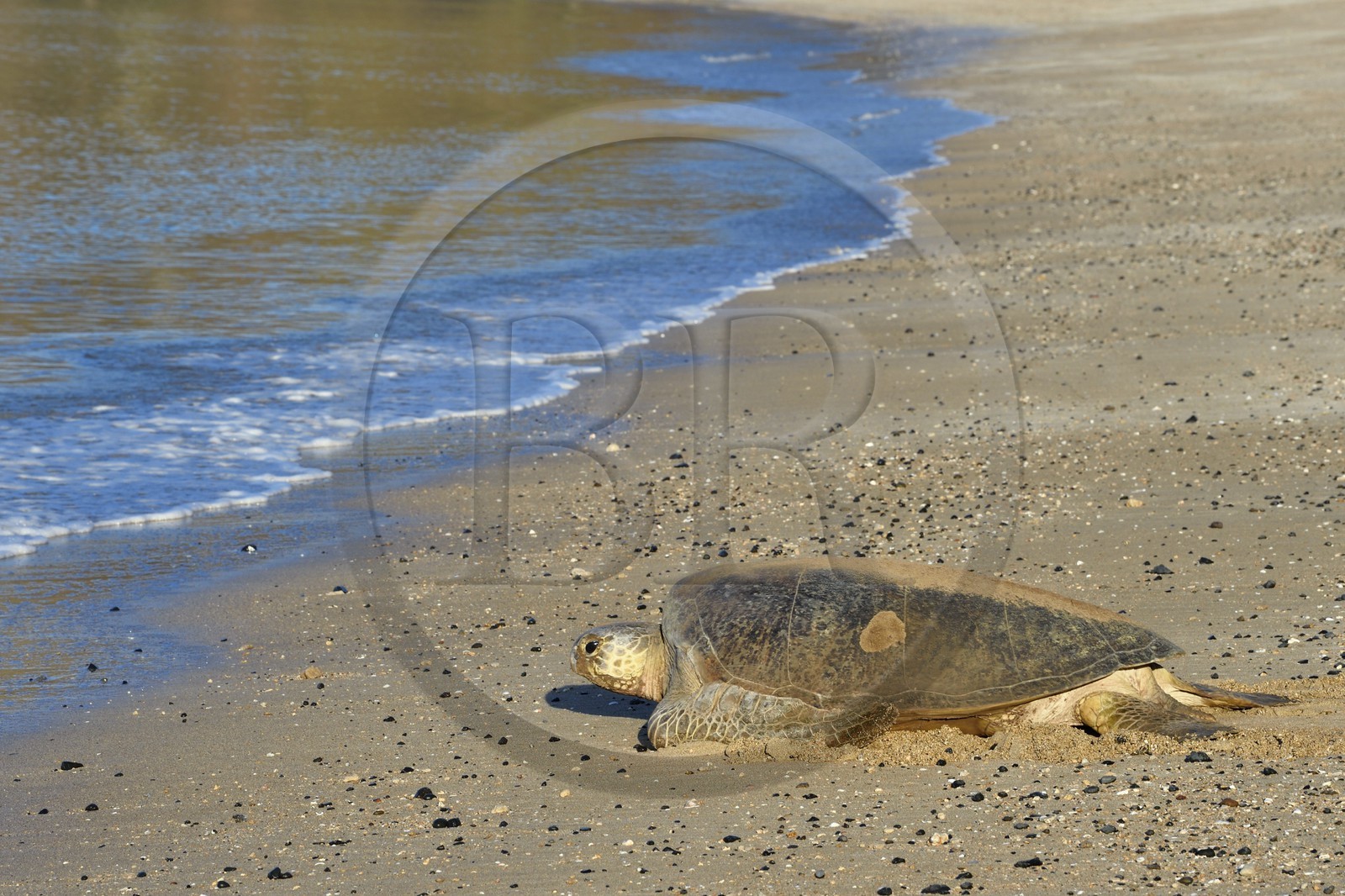 France, Ile de Mayotte, Grande-Terre, Kani-Keli, plage de N’Gouja, tortue verte (Chelonia mydas) rejoignant la mer après la ponte