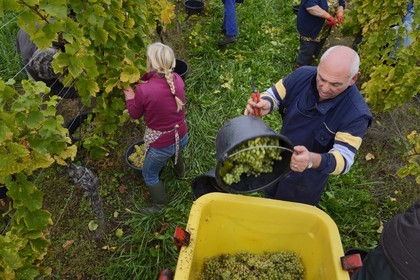 France, Bas Rhin, the Alsace Wine Route, Mittelbergheim, labelled Les Plus Beaux Villages de France (The Most Beautiful Villages of France), handpicking the field of Wittmann