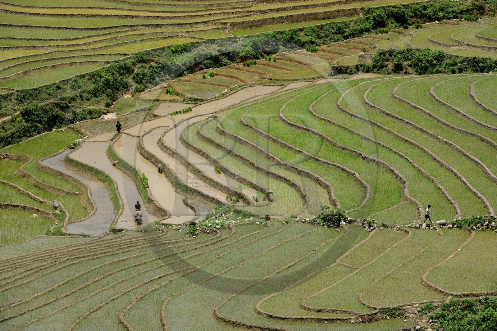 Vietnam, province de Lao Cai, région de Sapa, vallée de Ta Phin, culture de rizières en terrasses par la minorité Hmong Noir