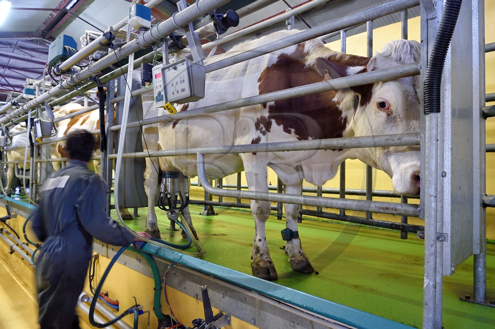 France, Cantal (15), Sainte-Marie, hameau de La Terrisse, élevage de vache laitières France, Cantal (15), Sainte-Marie, hameau de La Terrisse, élevage de vache laitières de race montbéliarde de la ferme de Cantagrel, les vaches mangent après la traite du soir