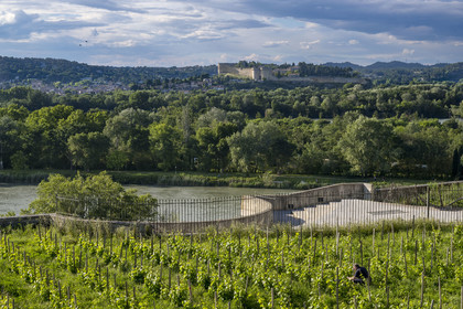 France, Vaucluse (84), Avignon, la vigne du clos du palais des papes, le Rhône et le Fort Saint André à Villeneuve-lès-Avignon en arrière plan
