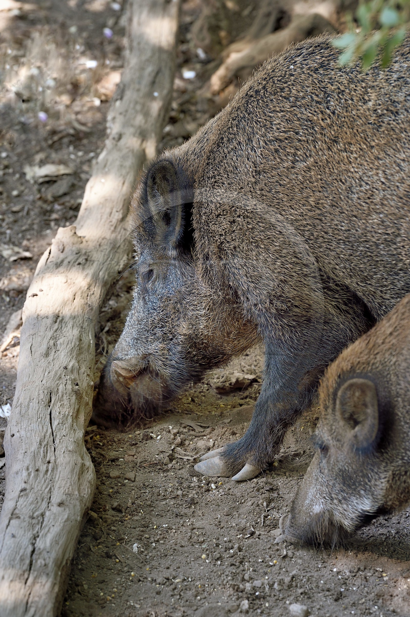 France, Var (83), Flassans-sur-Issole, sanglier (Sus scrofa) dans le parc aventure de Aoubré France, Var (83), Flassans-sur-Issole, sanglier (Sus scrofa) dans le parc aventure de Aoubré