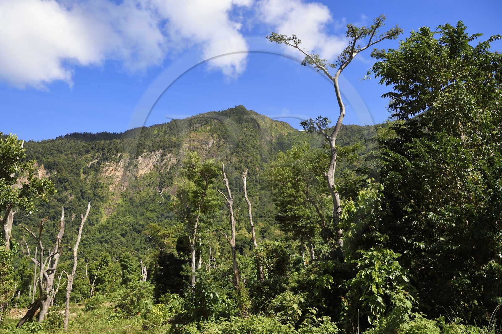 Caraïbes, Ile de la Dominique, Soufrière, dans les montagnes du sud de l'île le long du Segment 1 du Waitukubuli National Trail entre Scotts Head Village et Soufriere Estate