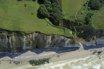 France, Seine-Maritime, Pays de Caux, Cote d'Albatre, Varengeville-sur-Mer, limestone cliffs