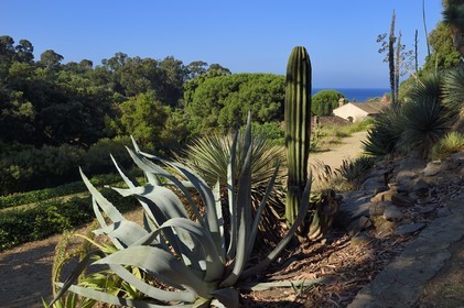 France, Var (83), Rayol-Canadel-sur-Mer, Domaine du Rayol, propriété du conservatoire du littoral mention obligatoire, le jardin des Méditerranées conçu par le paysagiste Gilles Clément, le Jardin d'Amérique aride