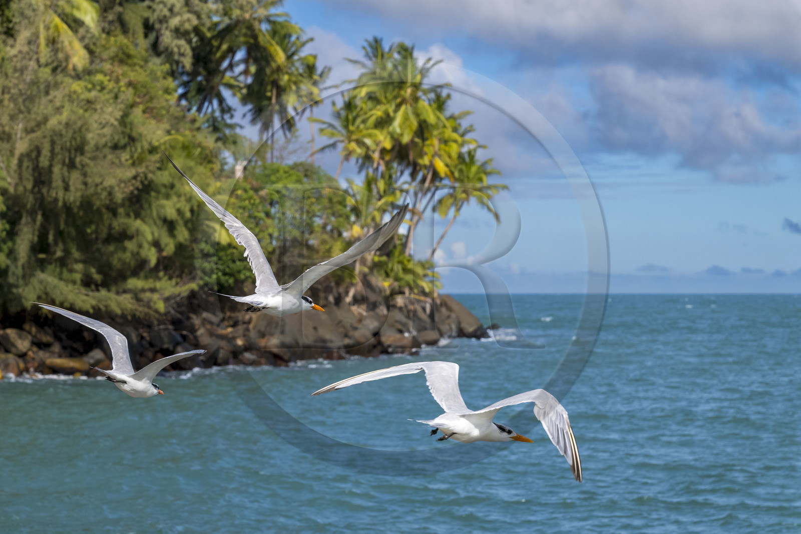 France, Guyane, Kourou, Iles du Salut, Ile Royale, sterne royale (Thalasseus maximus)