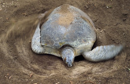 France, Mayotte island (French overseas department), Grande-Terre, Kani-Keli, N’Gouja beach, the Maore Garden, green sea turtle (Chelonia mydas) covering eggs with sand after laying eggs