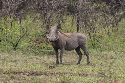 Rwanda, Parc national de l'Akagera, phacochère commun (Phacochoerus africanus)