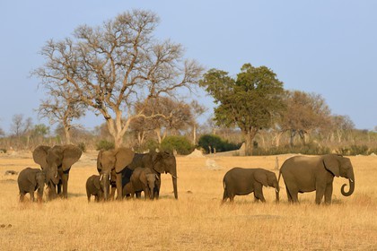 Zimbabwe, province de Matabeleland septentrional, parc national Hwange, éléphants sauvages d'Afrique (Loxodonta africana) dans la savane