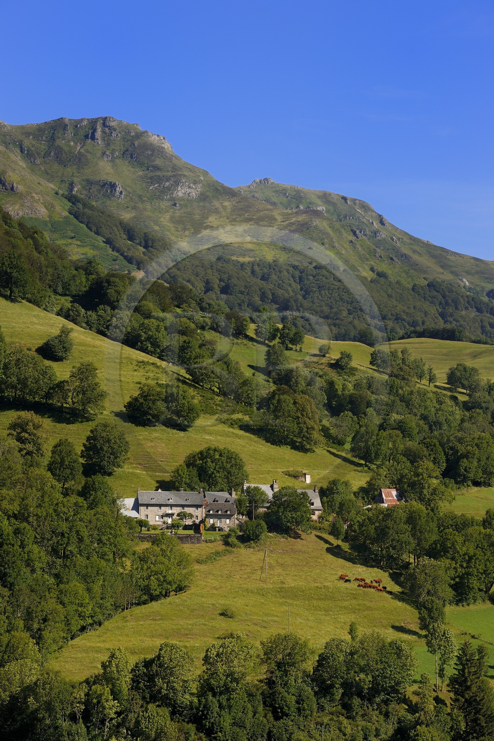 France, Cantal (15), monts du Cantal, Parc Naturel Régional des Volcans d' Auvergne, la vallée de la Jordanne vers Mandaille-Saint-Julien