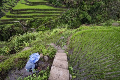 Philippines, Ifugao province, Banaue rice terraces around the village of Cambulo, listed as World Heritage by UNESCO, Daria Faith Winging 32, married with two children, does the clearing of a plot to replant
