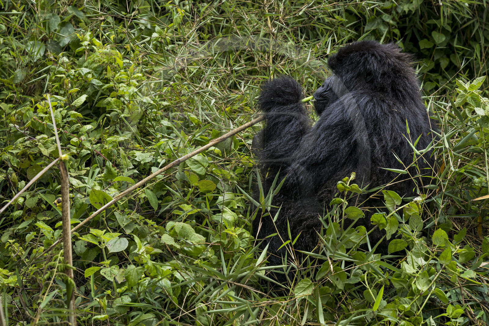 Rwanda, Province du Nord, Parc National des Volcans dans la chaine des Monts Virunga, mont Karisimbi, gorille des montagnes (Gorilla beringei beringei) femelle du groupe Susa entrain de manger