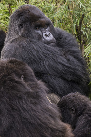 Rwanda, Province du Nord, Parc National des Volcans dans la chaine des Monts Virunga, mont Karisimbi, gorille des montagnes (Gorilla beringei beringei), dos argenté (silverback) nommé Impuzamahanga qui est le male dominant du groupe Susa