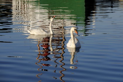 Norvège, Rogaland, Sandnes, cygnes dans le port -  - Norway, Rogaland County, Sandnes, swans in the harbour