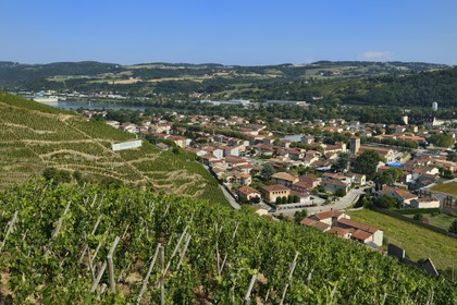 France, Rhone, Parc Naturel Regional du Pilat (Natural Regional Park of Pilat), Ampuis, the village of Ampuis between the Cote Rotie AOC vineyard and the Rhone river, vines on stakes
