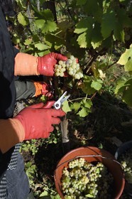 France, Haut-Rhin (68), Route des vins d'Alsace, Ribeauvillé, vendanges sur une parcelle du Domaine viticole Marcel Deiss